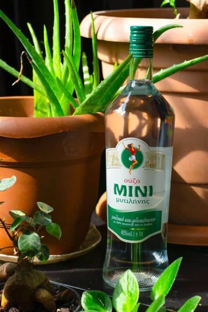 Can I substitute ouzo for Pernod?