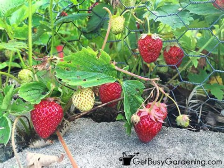 Do strawberries grow in Virginia