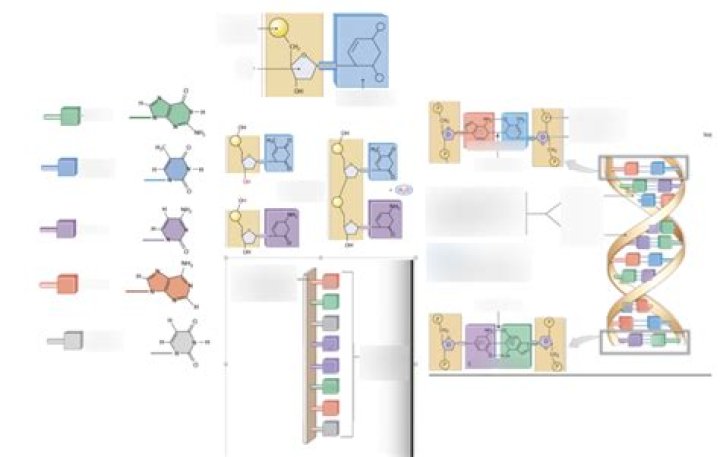 How does the cell make RNA quizlet