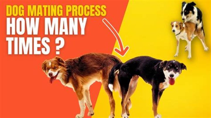 How often should dogs mate