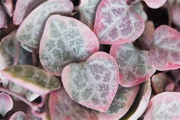 Is string of hearts a succulent