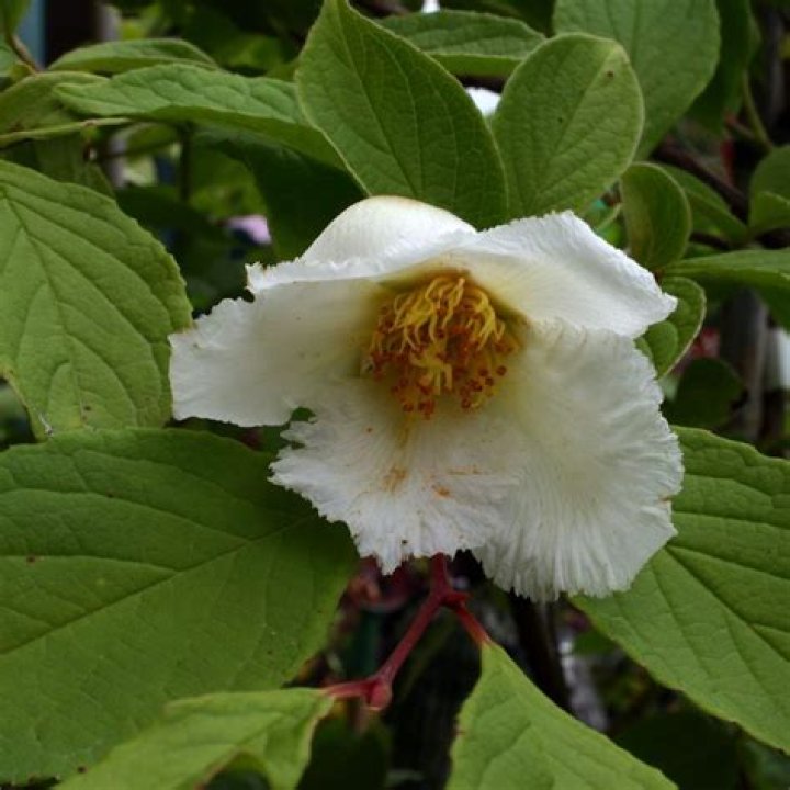 stewartia